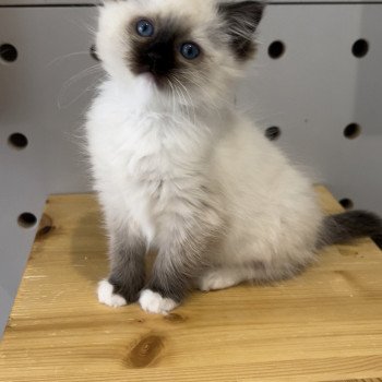 Elevage Ragdoll LOOF chaton aux yeux bleus disponible à l’adoption - Seal Mitted - Le Touquet - Paris-plage - Région Vaut de France - département 62