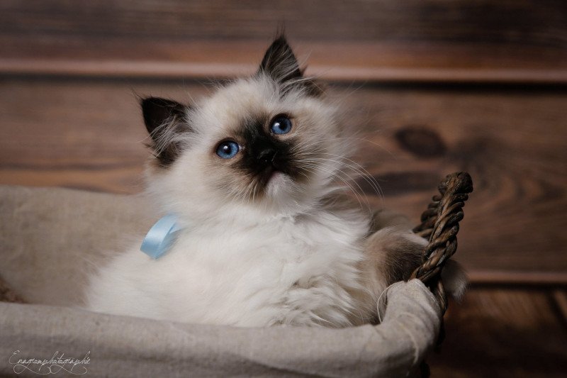 Touk de l'Arbre aux Chats Mâle Ragdoll