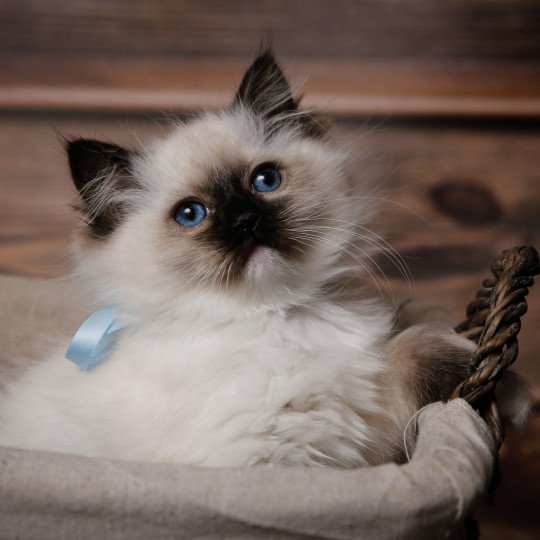 Touk de l'Arbre aux Chats Mâle Ragdoll