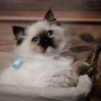 Elevage Ragdoll LOOF chaton aux yeux bleus disponible à l’adoption - Seal Mitted - Le Touquet - Paris-plage - Région Vaut de France - département 62