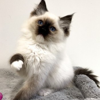 Elevage Ragdoll LOOF chaton aux yeux bleus disponible à l’adoption - Seal Mitted - Le Touquet - Paris-plage - Région Vaut de France - département 62