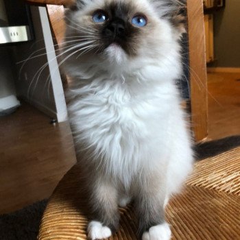 Elevage Ragdoll LOOF chaton aux yeux bleus disponible à l’adoption - Seal Mitted - Le Touquet - Paris-plage - Région Vaut de France - département 62