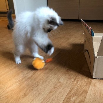 Elevage Ragdoll LOOF chaton aux yeux bleus disponible à l’adoption - Seal Mitted - Le Touquet - Paris-plage - Région Vaut de France - département 62