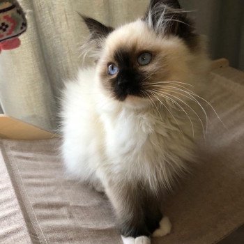 Elevage Ragdoll LOOF chaton aux yeux bleus disponible à l’adoption - Seal Mitted - Le Touquet - Paris-plage - Région Vaut de France - département 62