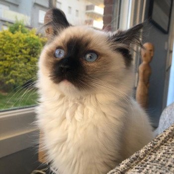 Elevage Ragdoll LOOF chaton aux yeux bleus disponible à l’adoption - Seal Mitted - Le Touquet - Paris-plage - Région Vaut de France - département 62