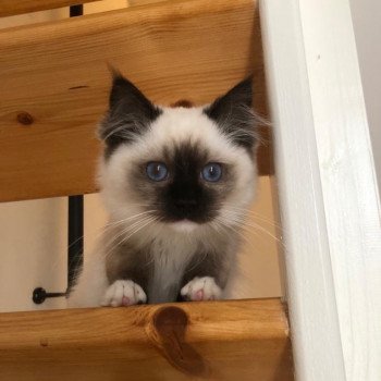 Elevage Ragdoll LOOF chaton aux yeux bleus disponible à l’adoption - Seal Mitted - Le Touquet - Paris-plage - Région Vaut de France - département 62