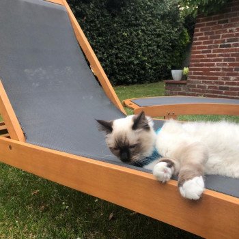 Elevage Ragdoll LOOF chaton aux yeux bleus disponible à l’adoption - Seal Mitted - Le Touquet - Paris-plage - Région Vaut de France - département 62