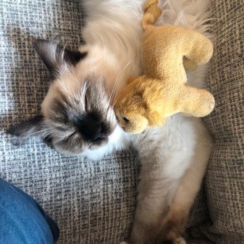 Elevage Ragdoll LOOF chaton aux yeux bleus disponible à l’adoption - Seal Mitted - Le Touquet - Paris-plage - Région Vaut de France - département 62