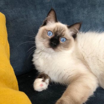 Elevage Ragdoll LOOF chaton aux yeux bleus disponible à l’adoption - Seal Mitted - Le Touquet - Paris-plage - Région Vaut de France - département 62