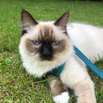 Elevage Ragdoll LOOF chaton aux yeux bleus disponible à l’adoption - Seal Mitted - Le Touquet - Paris-plage - Région Vaut de France - département 62