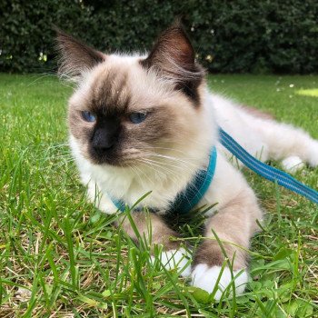 Elevage Ragdoll LOOF chaton aux yeux bleus disponible à l’adoption - Seal Mitted - Le Touquet - Paris-plage - Région Vaut de France - département 62