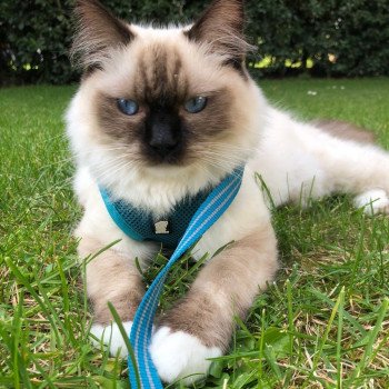 Elevage Ragdoll LOOF chaton aux yeux bleus disponible à l’adoption - Seal Mitted - Le Touquet - Paris-plage - Région Vaut de France - département 62