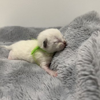 Elevage Ragdoll LOOF chaton aux yeux bleus disponible à l’adoption - Seal Mitted - Dormans - Marne - Région Grand-Est - département 51