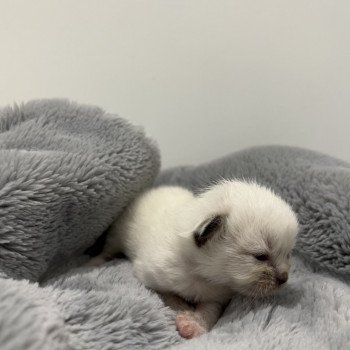 Elevage Ragdoll LOOF chaton aux yeux bleus disponible à l’adoption - Seal Mitted - Dormans - Marne - Région Grand-Est - département 51