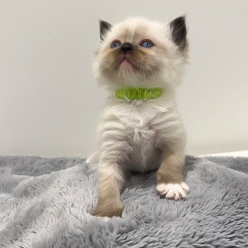 Elevage Ragdoll LOOF chaton aux yeux bleus disponible à l’adoption - Seal Mitted - Dormans - Marne - Région Grand-Est - département 51