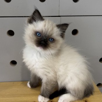 Elevage Ragdoll LOOF chaton aux yeux bleus disponible à l’adoption - Seal Mitted - Dormans - Marne - Région Grand-Est - département 51