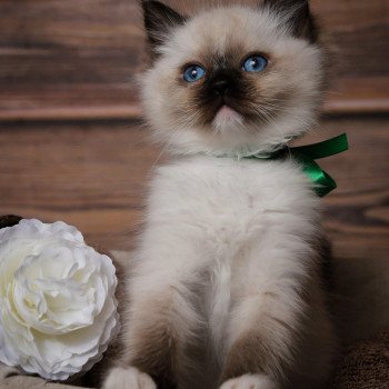 Elevage Ragdoll LOOF chaton aux yeux bleus disponible à l’adoption - Seal Mitted - Dormans - Marne - Région Grand-Est - département 51