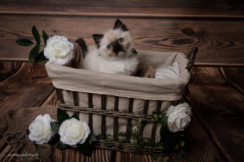 Tim de l'Arbre aux Chats Mâle Ragdoll