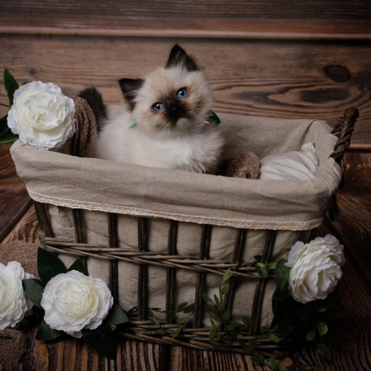 Tim de l'Arbre aux Chats Mâle Ragdoll