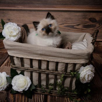 Elevage Ragdoll LOOF chaton aux yeux bleus disponible à l’adoption - Seal Mitted - Dormans - Marne - Région Grand-Est - département 51