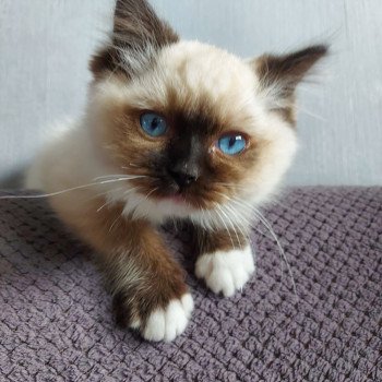 Elevage Ragdoll LOOF chaton aux yeux bleus disponible à l’adoption - Seal Mitted - Dormans - Marne - Région Grand-Est - département 51