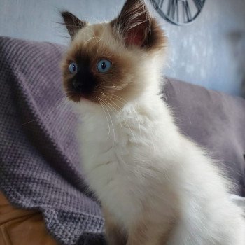 Elevage Ragdoll LOOF chaton aux yeux bleus disponible à l’adoption - Seal Mitted - Dormans - Marne - Région Grand-Est - département 51