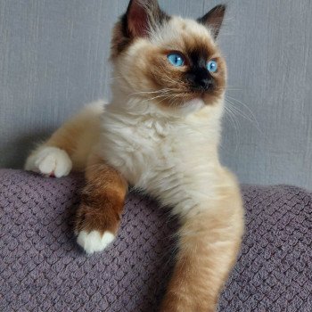 Elevage Ragdoll LOOF chaton aux yeux bleus disponible à l’adoption - Seal Mitted - Dormans - Marne - Région Grand-Est - département 51