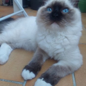 Elevage Ragdoll LOOF chaton aux yeux bleus disponible à l’adoption - Seal Mitted - Dormans - Marne - Région Grand-Est - département 51