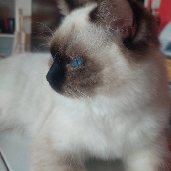 Elevage Ragdoll LOOF chaton aux yeux bleus disponible à l’adoption - Seal Mitted - Dormans - Marne - Région Grand-Est - département 51