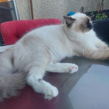 Elevage Ragdoll LOOF chaton aux yeux bleus disponible à l’adoption - Seal Mitted - Dormans - Marne - Région Grand-Est - département 51