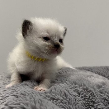 Elevage Ragdoll LOOF chaton aux yeux bleus disponible à l’adoption - Seal Mitted - Méry-sur-seine - Aube - Région Grand-Est - département 10