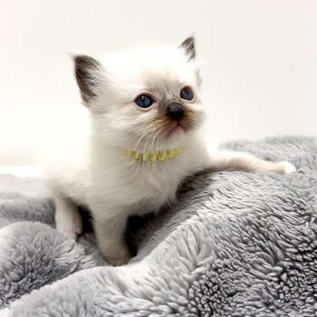 Elevage Ragdoll LOOF chaton aux yeux bleus disponible à l’adoption - Seal Mitted - Méry-sur-seine - Aube - Région Grand-Est - département 10