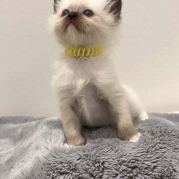 Elevage Ragdoll LOOF chaton aux yeux bleus disponible à l’adoption - Seal Mitted - Méry-sur-seine - Aube - Région Grand-Est - département 10 Elevage Ragdoll LOOF chaton aux yeux bleus disponible à l’adoption - Seal Mitted - Méry-sur-seine - Aube - Région Grand-Est - département 10