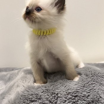 Elevage Ragdoll LOOF chaton aux yeux bleus disponible à l’adoption - Seal Mitted - Méry-sur-seine - Aube - Région Grand-Est - département 10