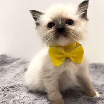 Elevage Ragdoll LOOF chaton aux yeux bleus disponible à l’adoption - Seal Mitted - Méry-sur-seine - Aube - Région Grand-Est - département 10