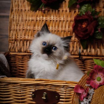 Elevage Ragdoll LOOF chaton aux yeux bleus disponible à l’adoption - Seal Mitted - Méry-sur-seine - Aube - Région Grand-Est - département 10