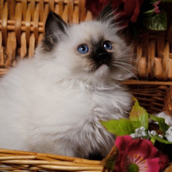 Elevage Ragdoll LOOF chaton aux yeux bleus disponible à l’adoption - Seal Mitted - Méry-sur-seine - Aube - Région Grand-Est - département 10