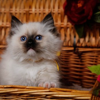 Elevage Ragdoll LOOF chaton aux yeux bleus disponible à l’adoption - Seal Mitted - Méry-sur-seine - Aube - Région Grand-Est - département 10