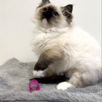 Elevage Ragdoll LOOF chaton aux yeux bleus disponible à l’adoption - Seal Mitted - Méry-sur-seine - Aube - Région Grand-Est - département 10 Elevage Ragdoll LOOF chaton aux yeux bleus disponible à l’adoption - Seal Mitted - Méry-sur-seine - Aube - Région Grand-Est - département 10