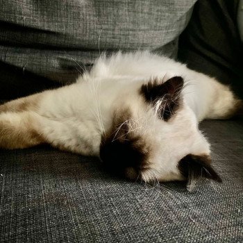 Elevage Ragdoll LOOF chaton aux yeux bleus disponible à l’adoption - Seal Mitted - Méry-sur-seine - Aube - Région Grand-Est - département 10