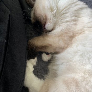 Elevage Ragdoll LOOF chaton aux yeux bleus disponible à l’adoption - Seal Mitted - Méry-sur-seine - Aube - Région Grand-Est - département 10 Elevage Ragdoll LOOF chaton aux yeux bleus disponible à l’adoption - Seal Mitted - Méry-sur-seine - Aube - Région Grand-Est - département 10