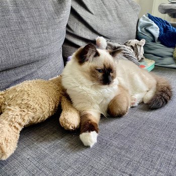 Elevage Ragdoll LOOF chaton aux yeux bleus disponible à l’adoption - Seal Mitted - Méry-sur-seine - Aube - Région Grand-Est - département 10