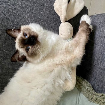 Elevage Ragdoll LOOF chaton aux yeux bleus disponible à l’adoption - Seal Mitted - Méry-sur-seine - Aube - Région Grand-Est - département 10 Elevage Ragdoll LOOF chaton aux yeux bleus disponible à l’adoption - Seal Mitted - Méry-sur-seine - Aube - Région Grand-Est - département 10