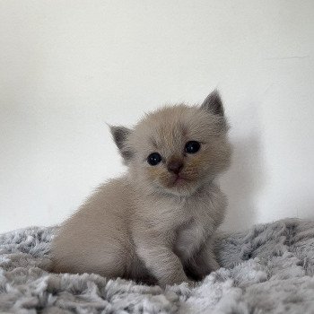 Elevage Ragdoll LOOF chaton aux yeux bleus disponible à l’adoption - Bleu Mink - Champs-sur-Marne - Île de France - Seine et Marne - département 77