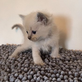 Elevage Ragdoll LOOF chaton aux yeux bleus disponible à l’adoption - Bleu Mink - Champs-sur-Marne - Île de France - Seine et Marne - département 77
