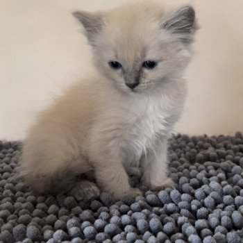 Elevage Ragdoll LOOF chaton aux yeux bleus disponible à l’adoption - Bleu Mink - Champs-sur-Marne - Île de France - Seine et Marne - département 77