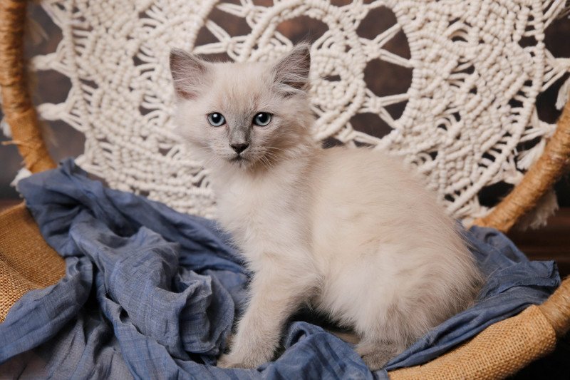 Ullan Sacha de l'Arbre aux Chats Mâle Ragdoll