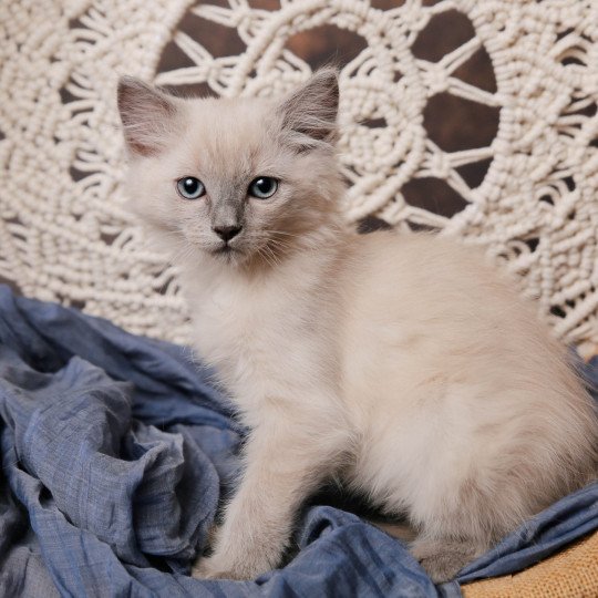 Ullan Sacha de l'Arbre aux Chats Mâle Ragdoll