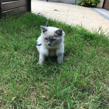 Elevage Ragdoll LOOF chaton aux yeux bleus disponible à l’adoption - Bleu Mink - Champs-sur-Marne - Île de France - Seine et Marne - département 77