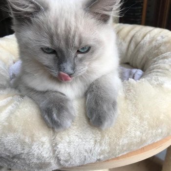 Elevage Ragdoll LOOF chaton aux yeux bleus disponible à l’adoption - Bleu Mink - Champs-sur-Marne - Île de France - Seine et Marne - département 77